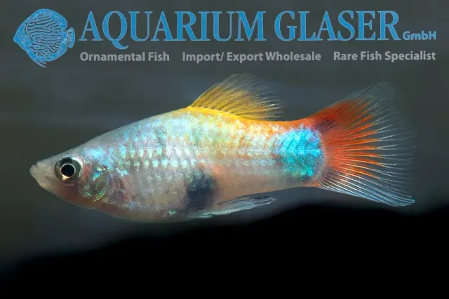 Näsets Ciklidhobby Platy Blue Butterfly Moon platy ml