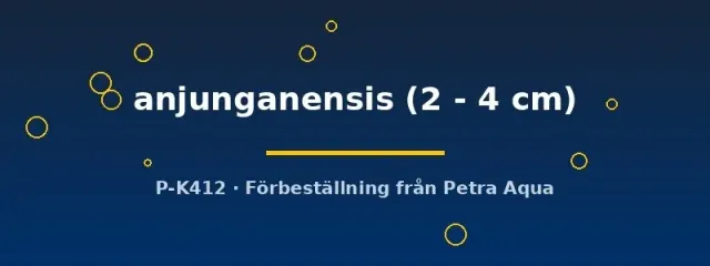 Näsets Parosphromenus anjunganensis gurami 2–4 cm vild