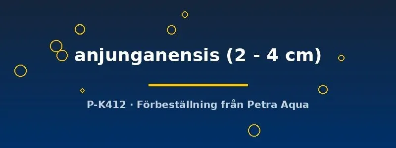 Näsets Parosphromenus anjunganensis gurami 2–4 cm vild