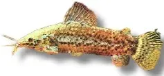 Näsets Ciklidhobby Hoplosternum thoracatum mal 3–3,5 cm