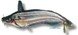 Schilbe mystus mal 6,5–8 cm striped