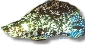 Näsets Sail-Fin Molly Calico akvariefisk par 6–7 cm tålig