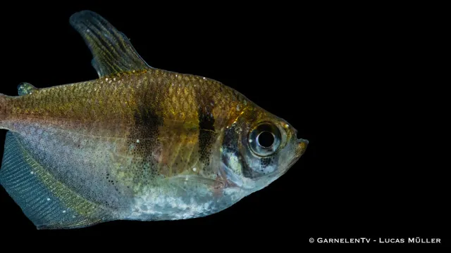 Garnelen TV Sorgmanteltetra Gymnocorymbus ternetzi