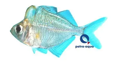 Näsets Ciklidhobby Parambassis pulcinella akvariefisk 6,5–7,5 cm stim