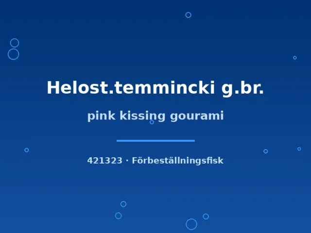 Näsets Pink Kissing pussgurami 3–4 cm rosa