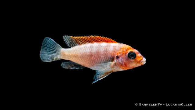 Garnelen TV Labidochromis hongi Red Top ciklid