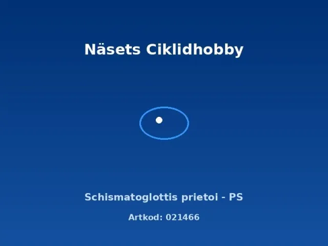 Näsets Ciklidhobby Schismatoglottis prietoi PS akvarieväxt