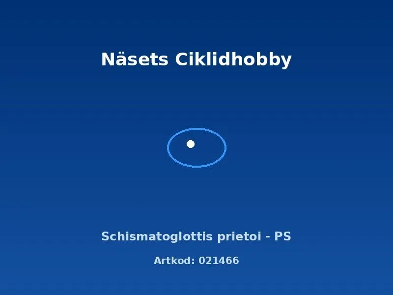 Näsets Ciklidhobby Schismatoglottis prietoi PS akvarieväxt