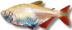 Näsets Ciklidhobby Buenos Aires Tetra Gold akvariefisk 4,5–5 cm tålig
