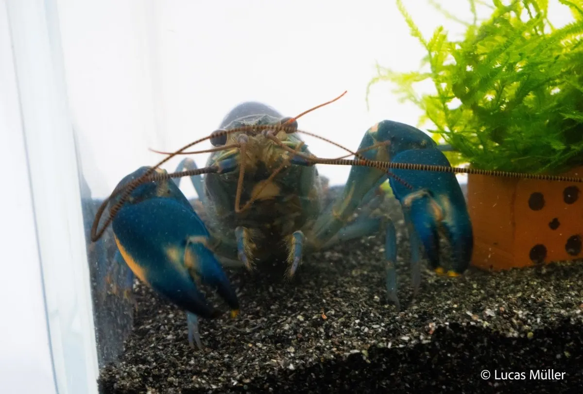 Garnelen TV Cherax Pulcher Hoa Creek kräfta blårosa
