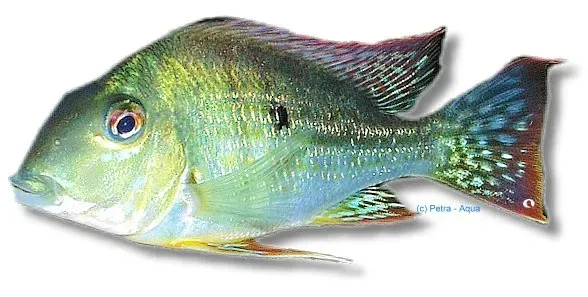 Näsets Ciklidhobby Geophagus sp. pindare ciklid 4–5 cm sandbotten