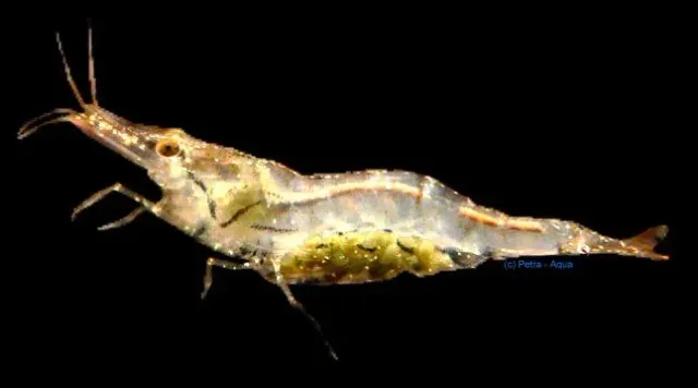 Näsets Ciklidhobby Caridina simoni simoni räka 1–1,5 cm