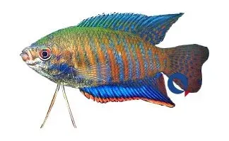 Näsets Ciklidhobby Colisa fasciata gurami 4,5–6 cm