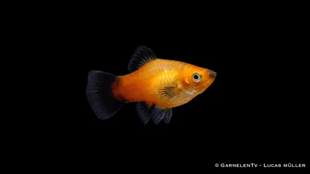 Garnelen TV Platy Gold Wagtail Xiphophorus 5-7 cm