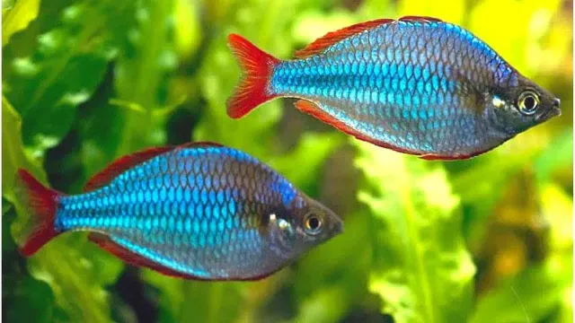Näsets Ciklidhobby Neonregnbåge Melanotaenia praecox stimfisk