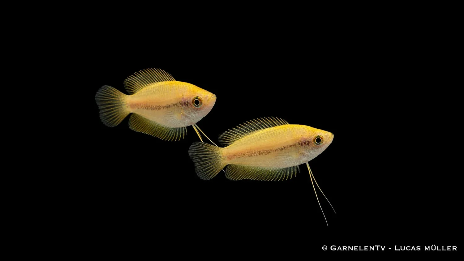 Garnelen TV Honungsgurami Gold Colisa chuna 4-5 cm