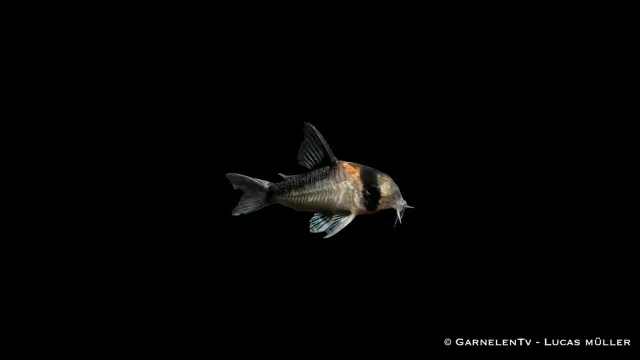 Garnelen TV Adolfoi pansarmal Corydoras stimfisk