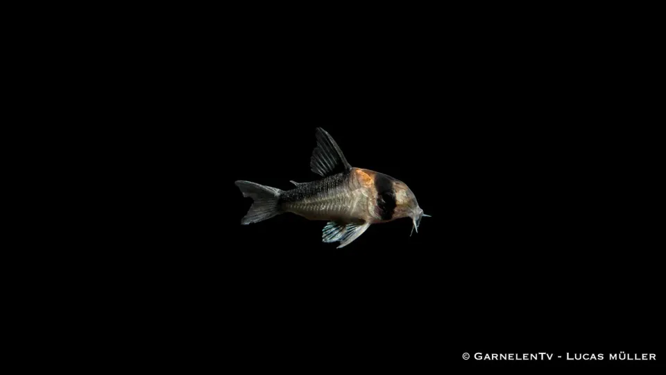 Garnelen TV Adolfoi pansarmal Corydoras stimfisk