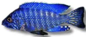 Näsets Ciklidhobby Aulonocara Stuargrandi 7–9 cm ciklid