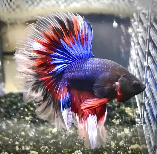 Näsets Ciklidhobby Betta rose tricolor XL kampfisk hane