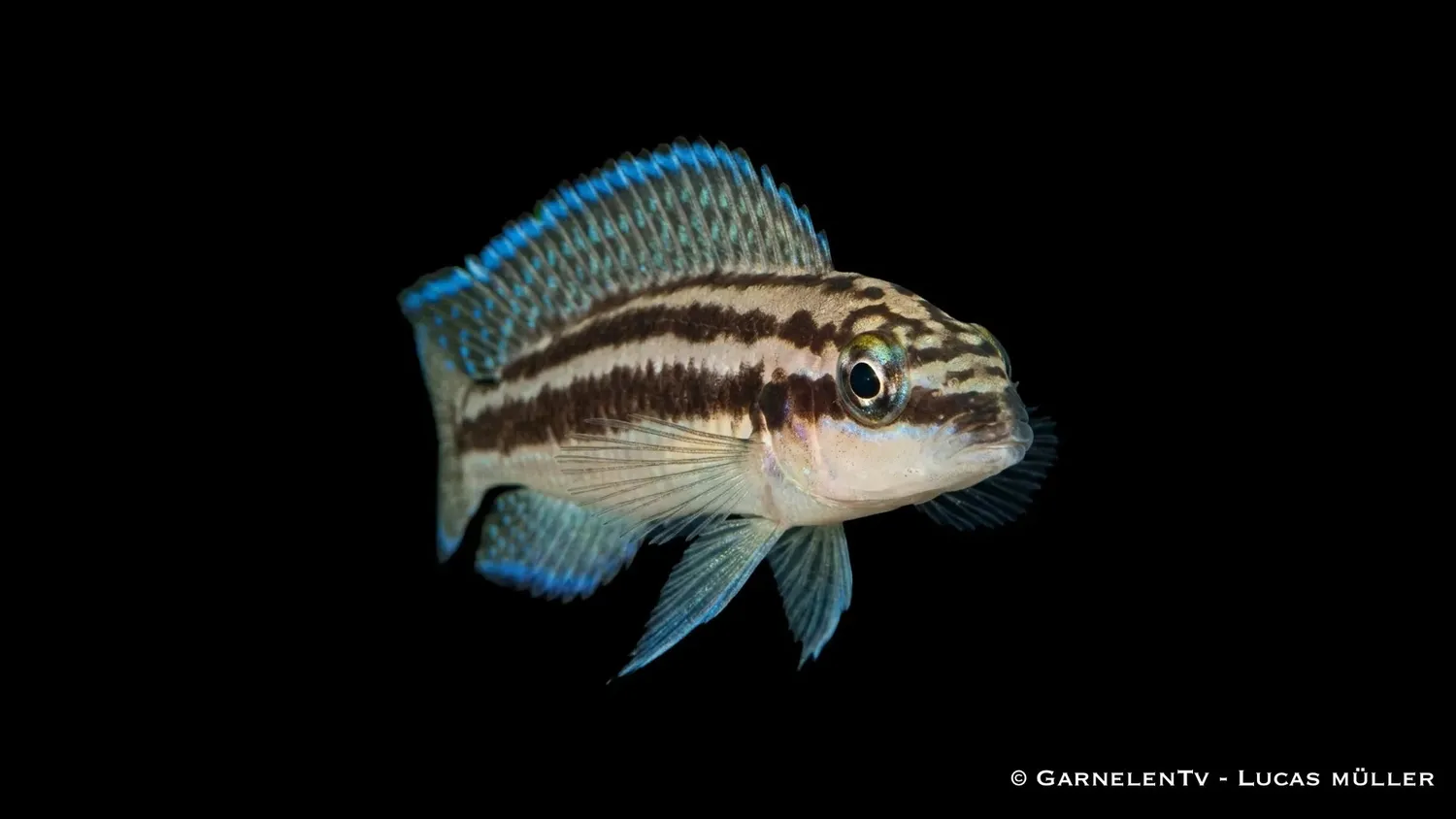 Garnelen TV Julidochromis dickfeldi ciklid Tanganyika raritet