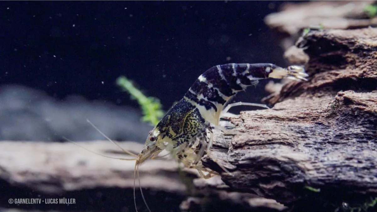 Garnelen TV Caridina logemanni Crystal Black räka