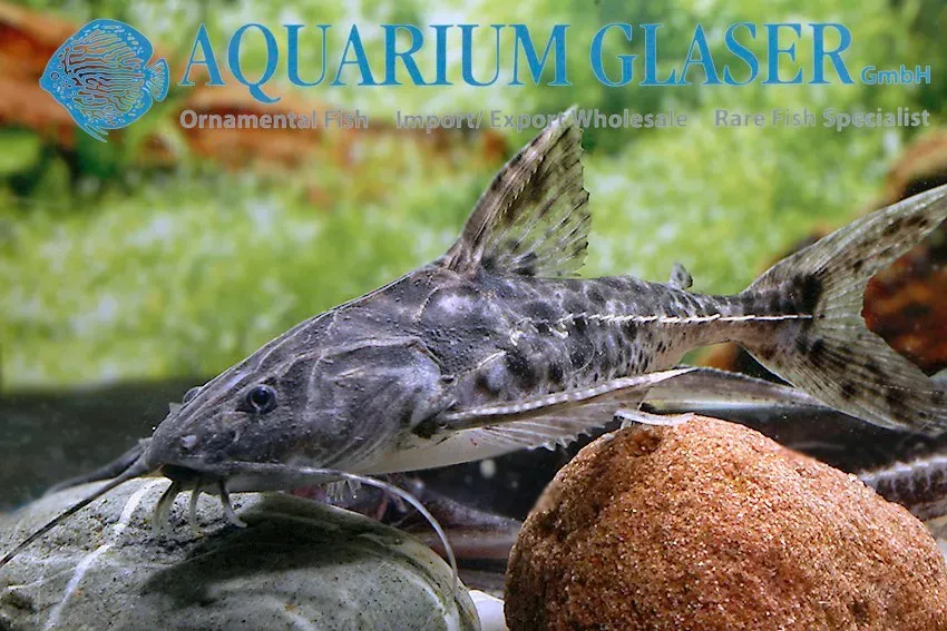 Näsets Ciklidhobby Pterodoras granulosus akvariefisk 7-10 cm nattaktiv