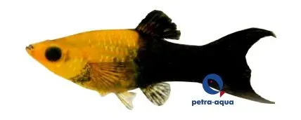 Näsets Ciklidhobby Poecilia sphenops Gold Black Molly Lyra akvariefisk 3–4 cm