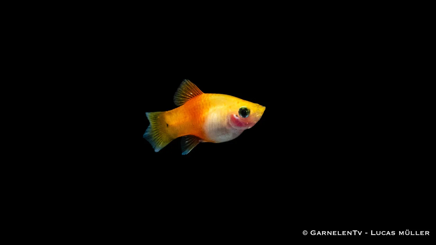 Garnelen TV Platy Ananas Xiphophorus maculatus sällskapsfisk gul