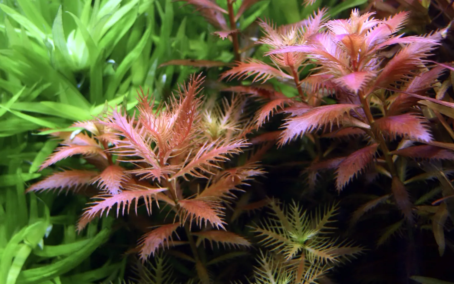 Akvarievalvet Proserpinaca palustris Cuba akvarieväxt