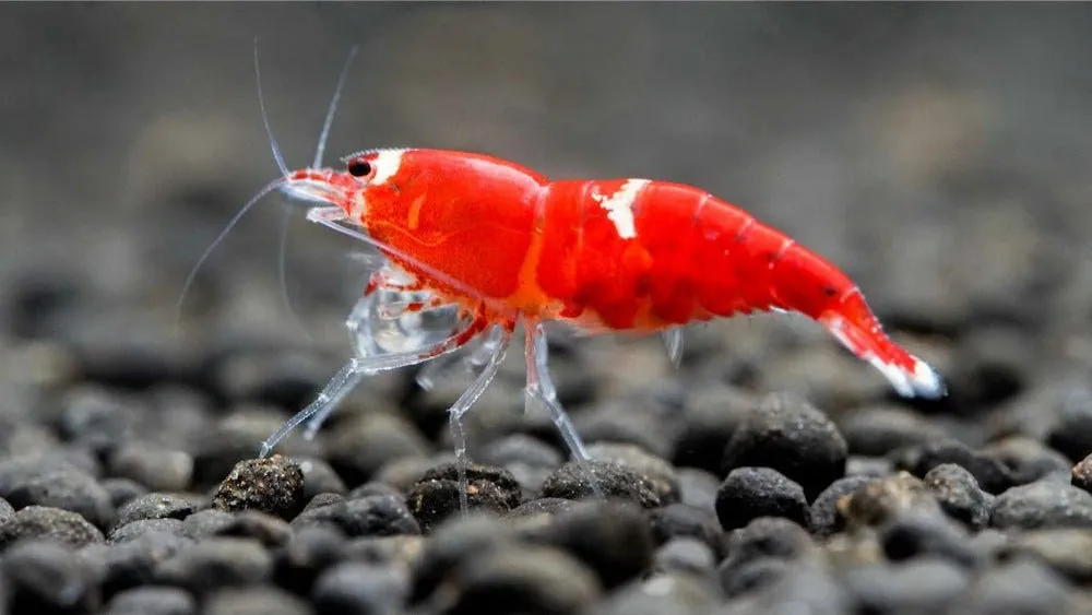 Caridina Logemanni Super Crystal Red dvärgräka röd