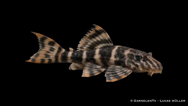 Garnelen TV L403 Panaqolus mal vedraspande bottenfisk linjemönstrad