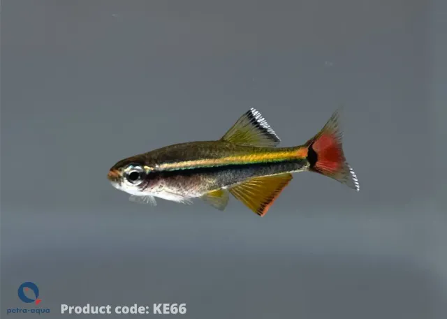Näsets Tanichthys micagemmae stimfisk 1,5–2 cm lugn