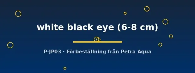 Näsets Cyrtocara moorii White Black Eye ciklid 6–8 cm