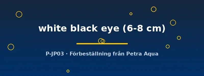 Näsets Cyrtocara moorii White Black Eye ciklid 6–8 cm