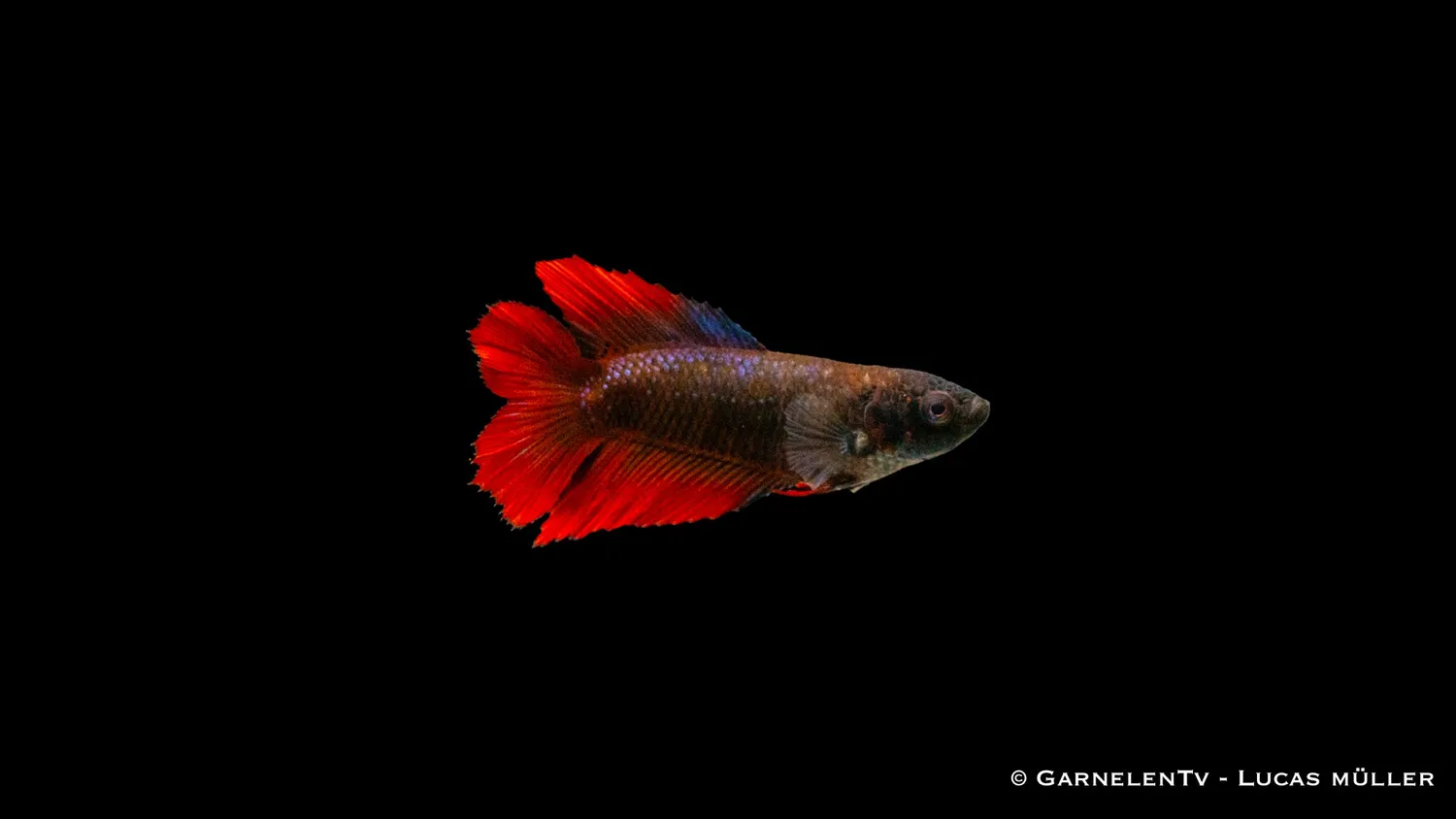 Garnelen TV Gabelschwanz kampfiskhona Betta 6-8 cm