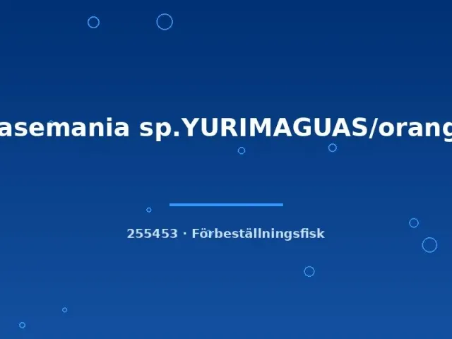 Näsets Ciklidhobby Hasemania Yurimaguas orange tetra lg