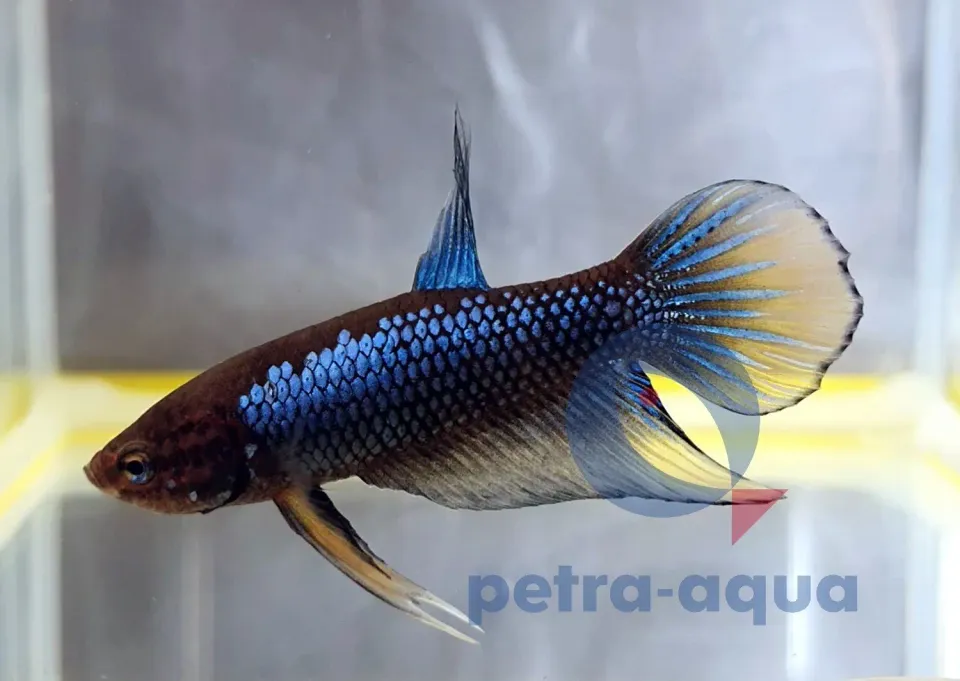 Näsets Ciklidhobby Wild Imbellis yellow tail betta L hane