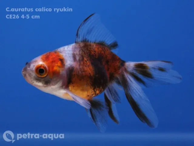 Näsets Ciklidhobby Carassius calico ryukin guldfisk 4-5 cm