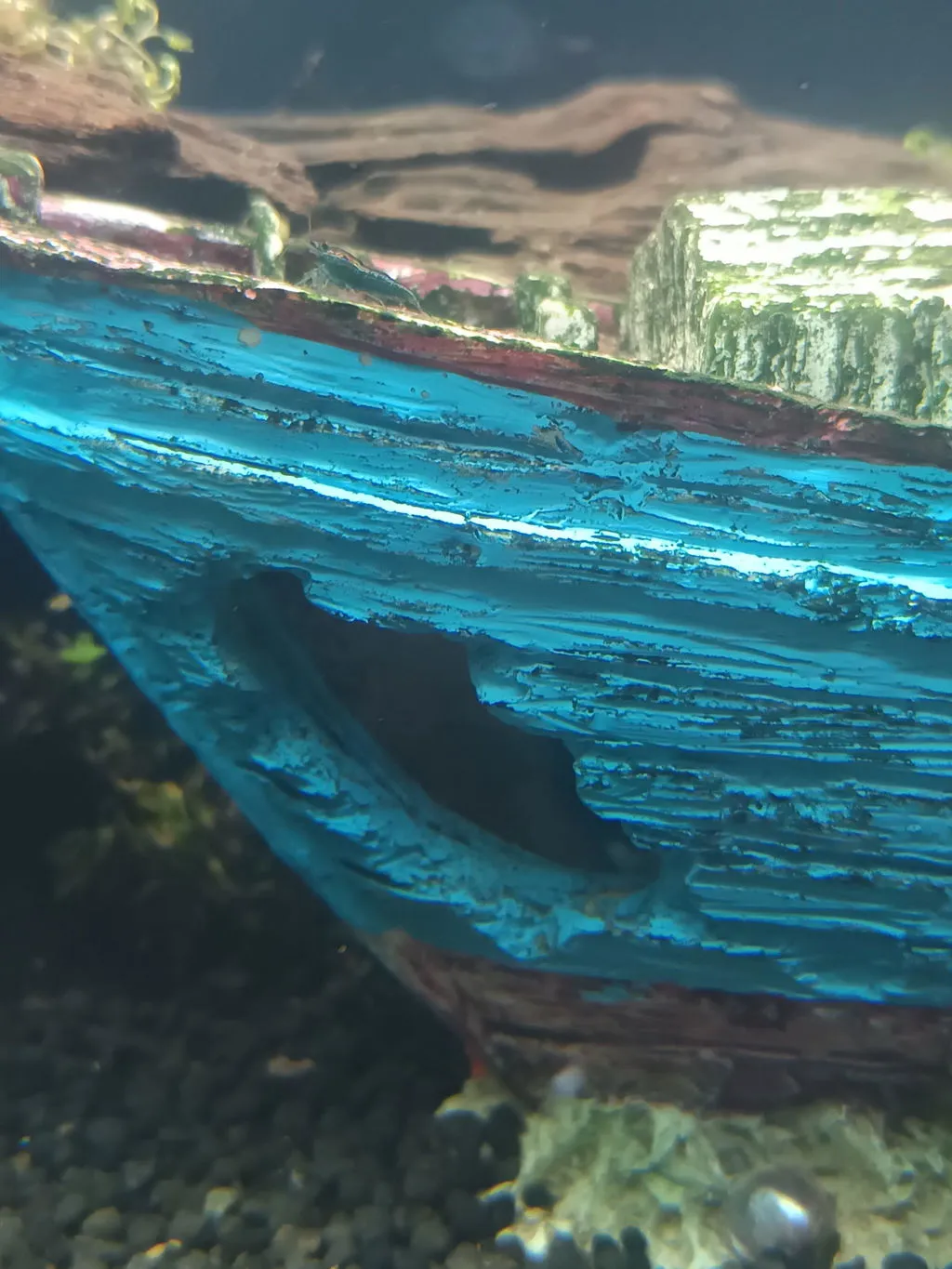 Garnelen TV Green Jade Neocaridina akvarieräka grön