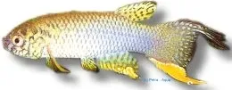 Näsets Ciklidhobby Rachovia brevis killifisk ö2,5cm