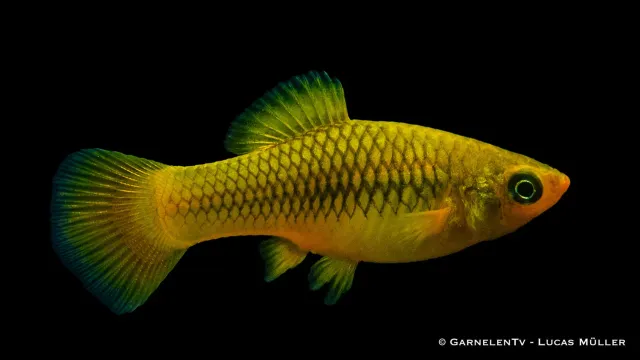 Garnelen TV Papageienplaty platy Xiphophorus
