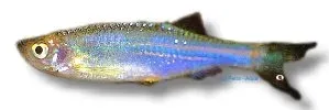 Näsets blue danio Kerris danio stimfisk 3 cm