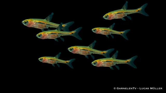 Garnelen TV Schwanzstreifenrasbora nanofisk Boraras