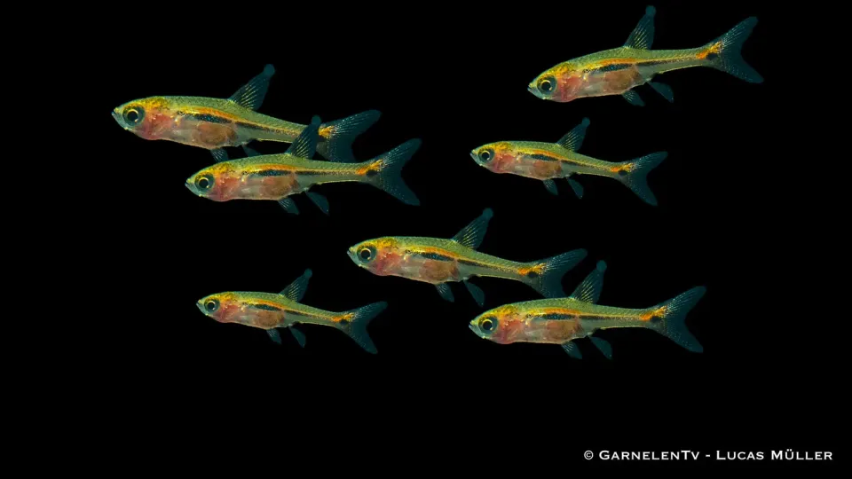 Garnelen TV Schwanzstreifenrasbora nanofisk Boraras