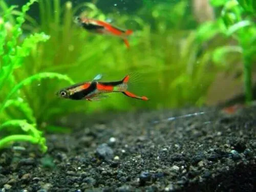 Näsets Ciklidhobby Endlers Guppy Black akvariefisk 3-4 cm tålig