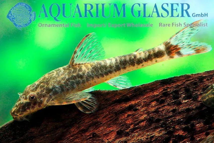 Näsets Ciklidhobby Parotocinclus maculicauda mal lg-xlg