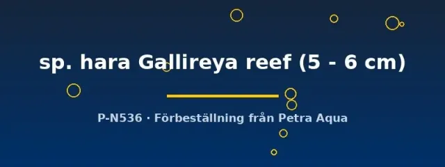 Näsets Ciklidhobby Cynotilapia sp. hara Gallireya reef akvariefisk 5–6 cm