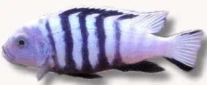 Näsets Ciklidhobby Cynotilapia Chimate afra white fisk XL