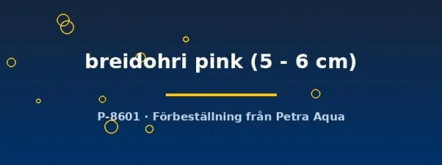 Näsets Ciklidhobby Vieja breidohri pink ciklid 5–6 cm